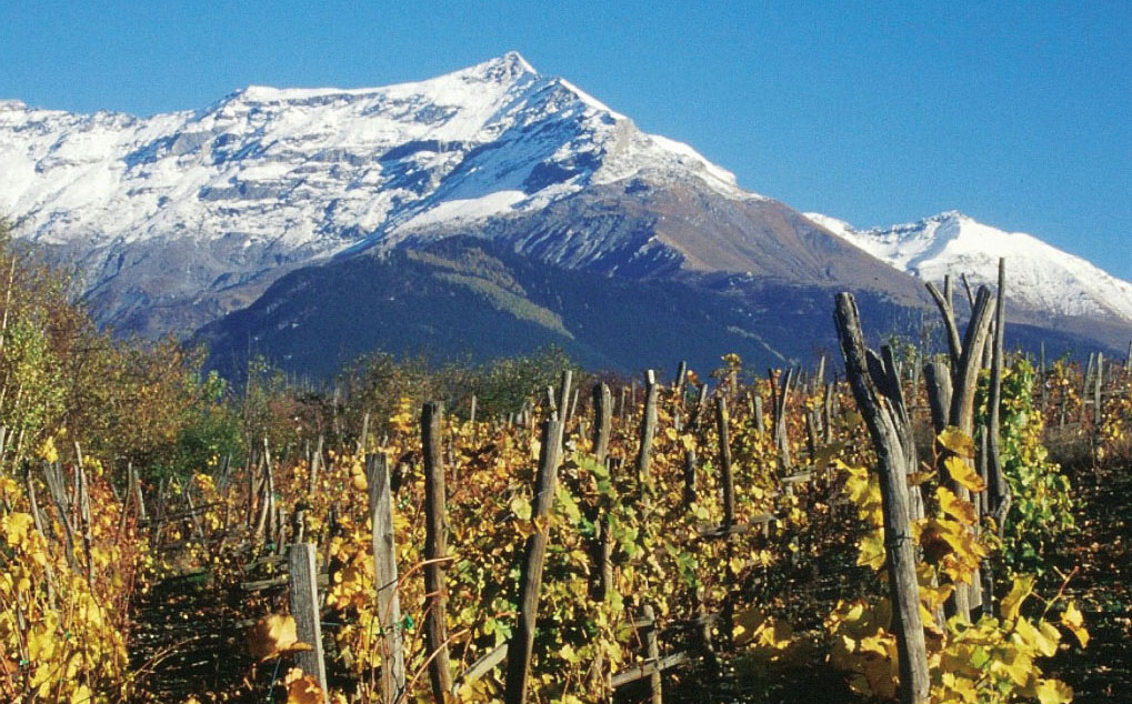 Vigne a Chiomonte